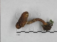 登錄號:F0028369藏品圖，第3張
