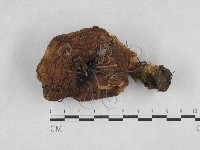 登錄號:F0028370藏品圖，第1張