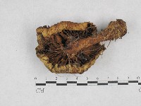 登錄號:F0028370藏品圖，第3張