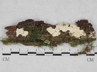 登錄號:F0028373藏品圖，第1張