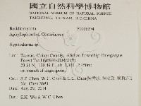 絲皮菌屬藏品圖，第2張