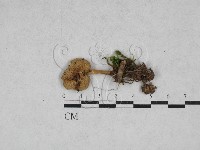 登錄號:F0028375藏品圖，第1張