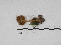 登錄號:F0028375藏品圖，第3張