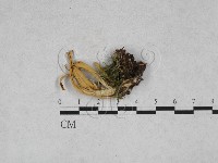 登錄號:F0028376藏品圖，第1張