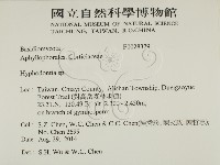 絲齒菌屬藏品圖，第2張