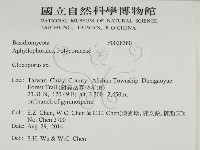 膠孔菌屬藏品圖，第2張
