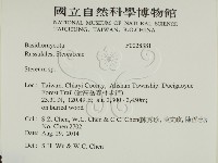 韌革菌屬藏品圖，第2張