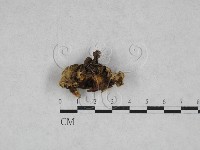 韌革菌屬藏品圖，第3張