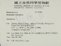 韌革菌屬藏品圖，第2張
