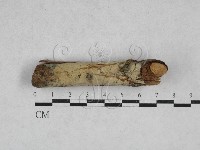 登錄號:F0028385藏品圖，第1張