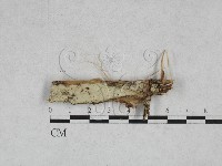 登錄號:F0028386藏品圖，第1張
