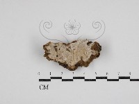 登錄號:F0028389藏品圖，第1張