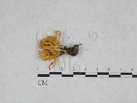 登錄號:F0028390藏品圖，第1張