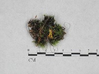 登錄號:F0028391藏品圖，第1張