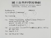 絲皮菌屬藏品圖，第2張