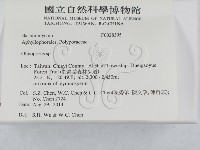 寡孔菌屬藏品圖，第2張