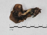登錄號:F0028396藏品圖，第1張