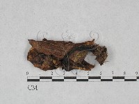 登錄號:F0028397藏品圖，第1張