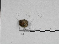 登錄號:F0028398藏品圖，第1張