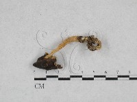 登錄號:F0028399藏品圖，第1張