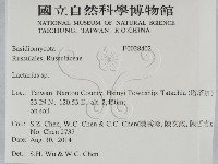 乳菇屬藏品圖，第2張