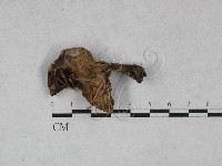 登錄號:F0028403藏品圖，第1張
