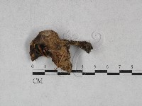 登錄號:F0028403藏品圖，第3張