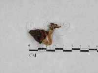登錄號:F0028405藏品圖，第1張