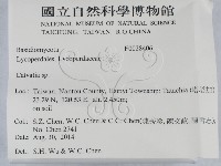 禿馬勃屬藏品圖，第2張