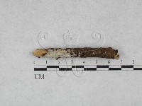 登錄號:F0028407藏品圖，第1張