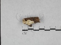 登錄號:F0028408藏品圖，第1張