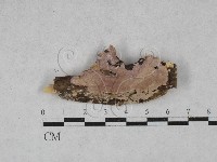 登錄號:F0028410藏品圖，第1張