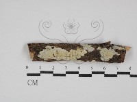 登錄號:F0028411藏品圖，第1張