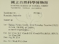 韌革菌屬藏品圖，第2張