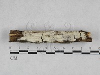 冇骨消絲齒菌藏品圖，第1張