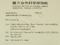 齒耳菌屬藏品圖，第2張