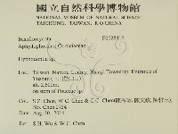 絲齒菌屬藏品圖，第2張