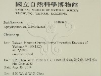 珊瑚菌屬藏品圖，第2張