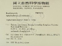 冇骨消絲齒菌藏品圖，第2張
