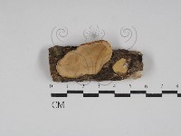 登錄號:F0028427藏品圖，第1張