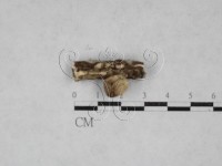 登錄號:F0028429藏品圖，第1張