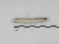 絲齒菌屬藏品圖，第1張