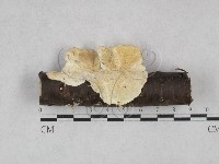 登錄號:F0028435藏品圖，第1張