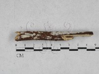 絲齒菌屬藏品圖，第1張