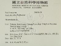 刺皮菌屬藏品圖，第2張