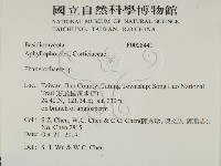 顯絲菌屬藏品圖，第2張