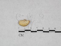 多孔菌屬藏品圖，第1張