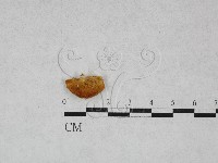 多孔菌屬藏品圖，第3張