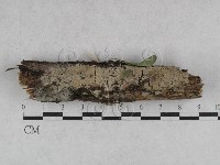 絲皮菌屬藏品圖，第3張