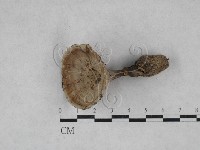 登錄號:F0028447藏品圖，第1張